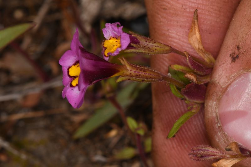Erythranthe filicaulis, photographed by Trevor Van Loon