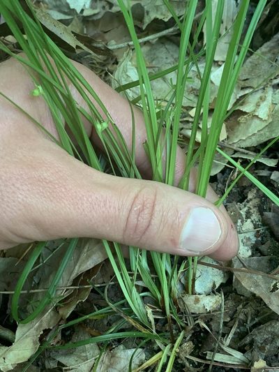 Carex timida, photographed by Daniel J. Layton