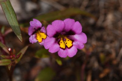 Erythranthe filicaulis, photographed by Trevor Van Loon