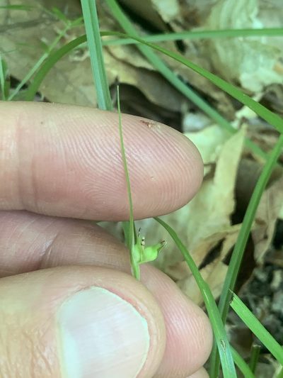Carex timida, photographed by Daniel J. Layton