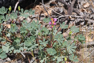 Lupinus stiversii, photographed by Trevor Van Loon