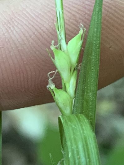 Carex hitchcockiana, photographed by Daniel J. Layton