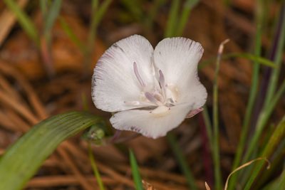 Calochortus minimus, photographed by Trevor Van Loon