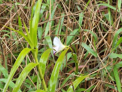 Arundina graminifolia, photographed by Tyler Bishop