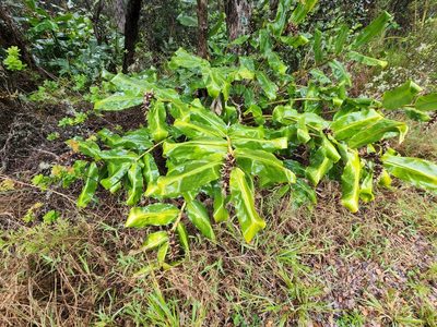 Hedychium gardnerianum, photographed by Tyler Bishop
