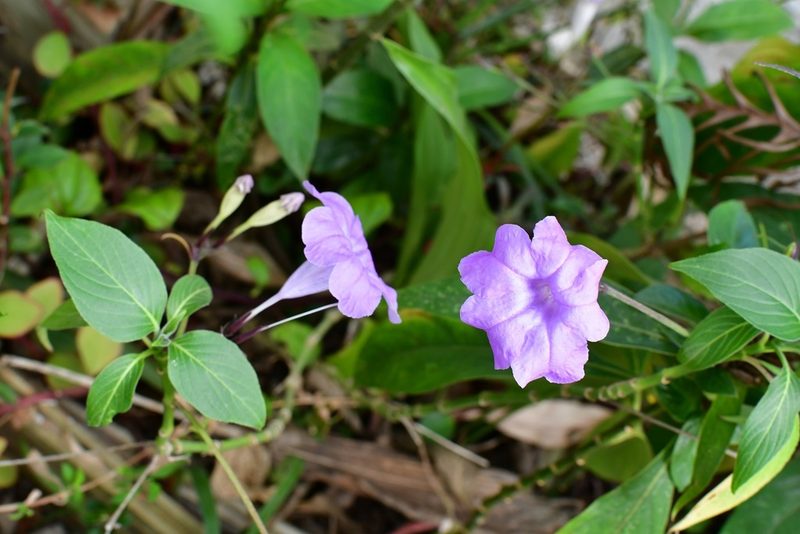 Ruellia breedlovei, photographed by Neptalí Ramírez Marcial