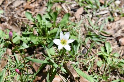 Zephyranthes minuta, photographed by Neptalí Ramírez Marcial