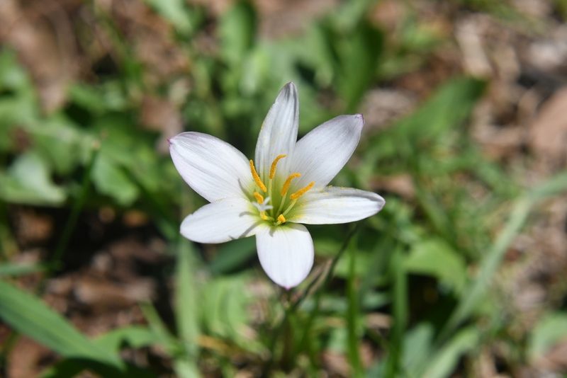 Zephyranthes minuta, photographed by Neptalí Ramírez Marcial