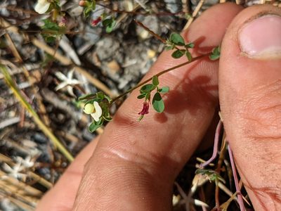 Acmispon parviflorus, photographed by Trevor Van Loon