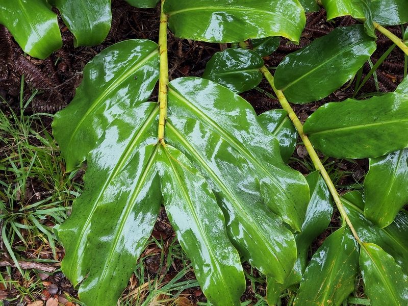 Hedychium gardnerianum, photographed by Tyler Bishop