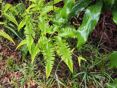 Dicranopteris linearis, photographed by Tyler Bishop