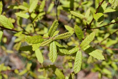 Quercus castanea, photographed by Neptalí Ramírez Marcial