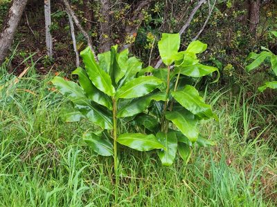 Hedychium gardnerianum, photographed by Tyler Bishop