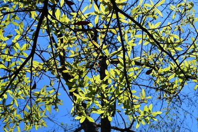 Quercus crispipilis, photographed by Neptalí Ramírez Marcial