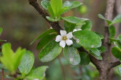 Randia chiapensis, photographed by Neptalí Ramírez Marcial