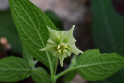 Jaltomata procumbens, photographed by Neptalí Ramírez Marcial