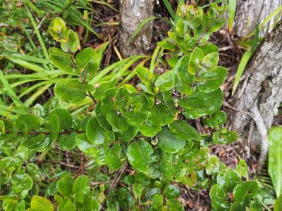 Metrosideros polymorpha, photographed by Tyler Bishop
