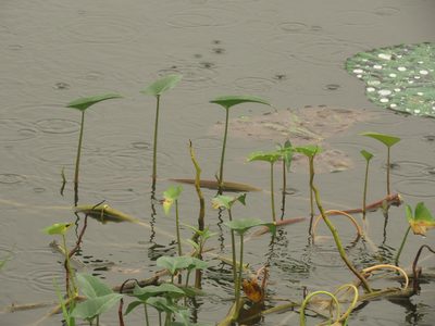 Ipomoea aquatica, photographed by chiuluan