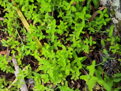 Hypericum mutilum