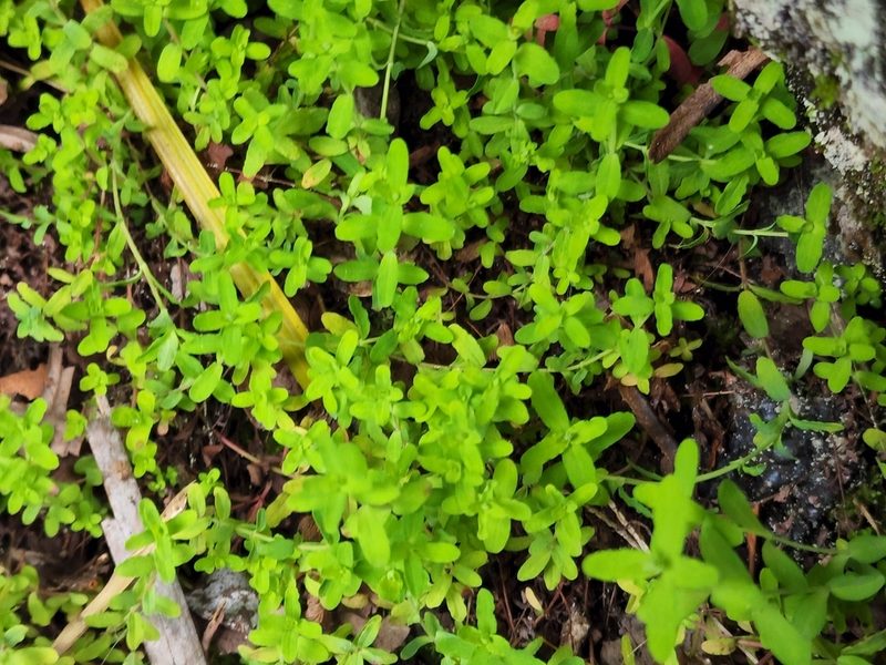 Hypericum mutilum, photographed by Tyler Bishop