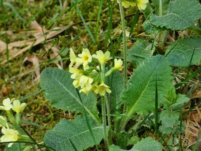Primula elatior, photographed by Norrland