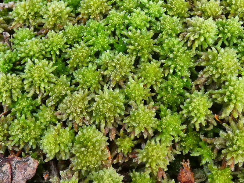 Sphagnum capillifolium, photographed by Norrland