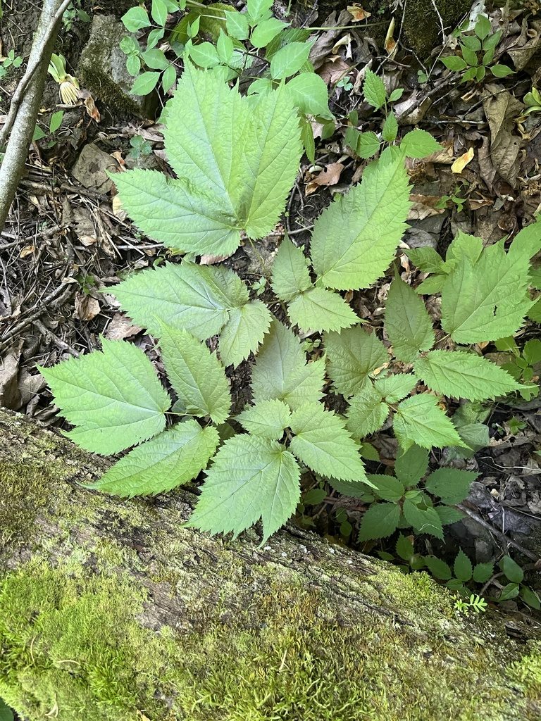 Actaea rubifolia, photographed by Shelby Lyn Sanders