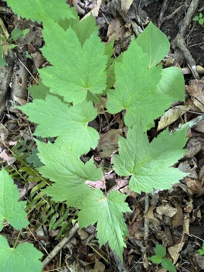 Actaea rubifolia, photographed by Shelby Lyn Sanders