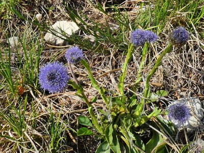 Globularia bisnagarica, photographed by Norrland