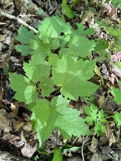 Actaea rubifolia, photographed by Shelby Lyn Sanders