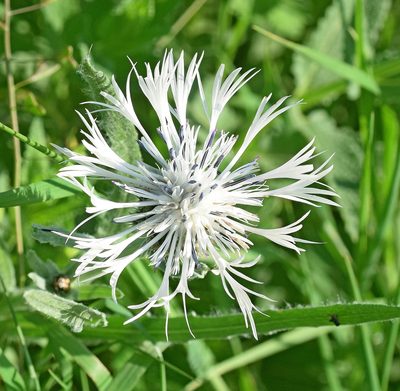 Centaurea napulifera, photographed by Kostas Zontanos