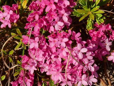 Daphne cneorum, photographed by Norrland