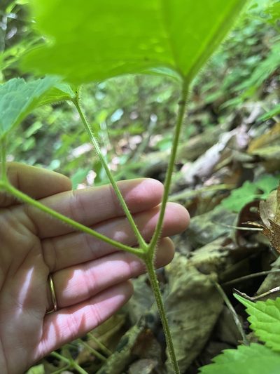 Actaea rubifolia, photographed by Shelby Lyn Sanders