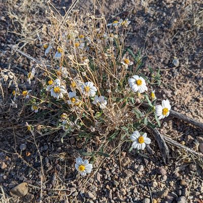 Melampodium leucanthum, photographed by Dominic Gentilcore