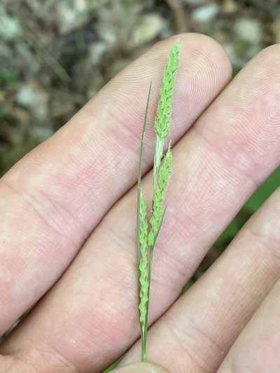 Carex virescens, photographed by Daniel J. Layton