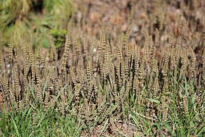 Equisetum pratense, photographed by Tatiana Strus