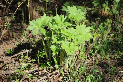 Aconitum septentrionale, photographed by Tatiana Strus