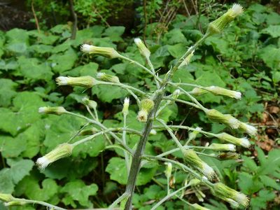 Petasites albus, photographed by Norrland