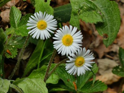 Aster bellidiastrum, photographed by Norrland