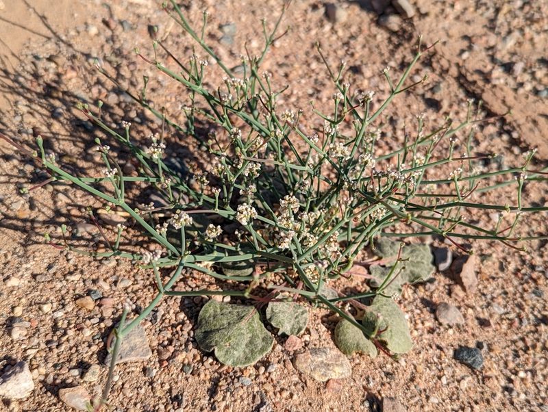 Eriogonum rotundifolium, photographed by Dominic Gentilcore