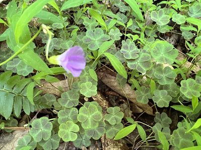 Oxalis violacea, photographed by Anne Parker