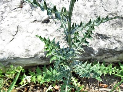 Cirsium texanum