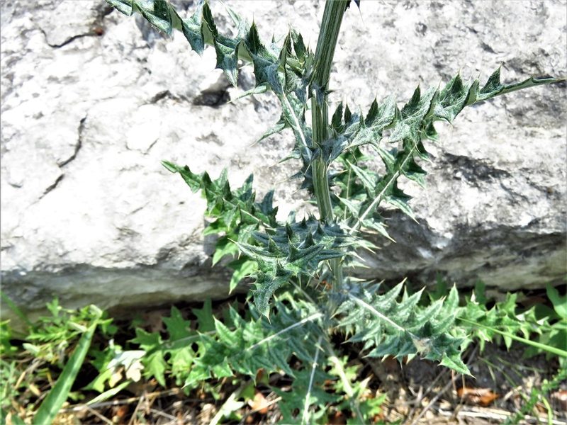 Cirsium texanum, photographed by Annika Lindqvist