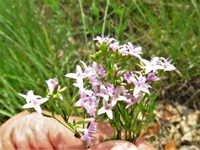 Stenaria nigricans, photographed by Annika Lindqvist