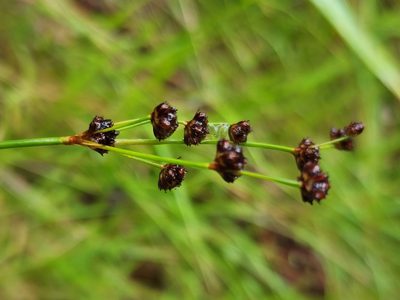 Juncus planifolius, photographed by Tyler Bishop