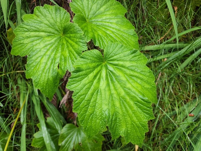Eriocapitella japonica, photographed by Tyler Bishop
