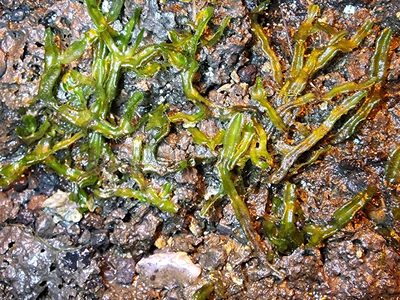 Dumortiera hirsuta, photographed by Tyler Bishop