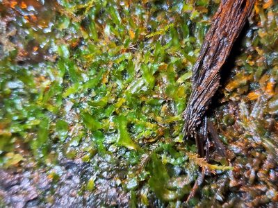 Dumortiera hirsuta, photographed by Tyler Bishop