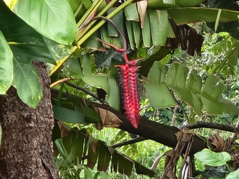 Heliconia mariae, photographed by Tyler Bishop