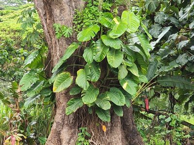 Epipremnum aureum, photographed by Tyler Bishop